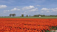 230430 bloembollen III