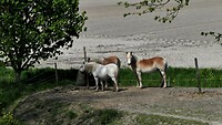 230430 paardjes