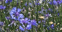 230608 korenbloemen