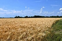 230806 korenveld