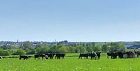 240511 kalfjes