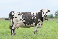 240513 Normandische koe