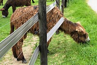 240605 gras bij buren