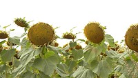 240818 uitgebloeide zonnebloem