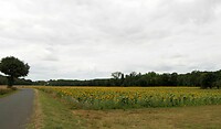 240818 zonnebloemen