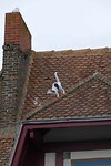 240905 La Rochelle Maison au Chat