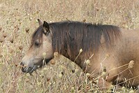 240906 St-Clement-des-Baleines paard