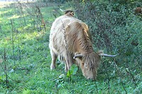 241005 Escharen Schotse hooglander II