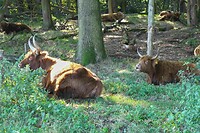 241005 Escharen Schotse hooglanders I