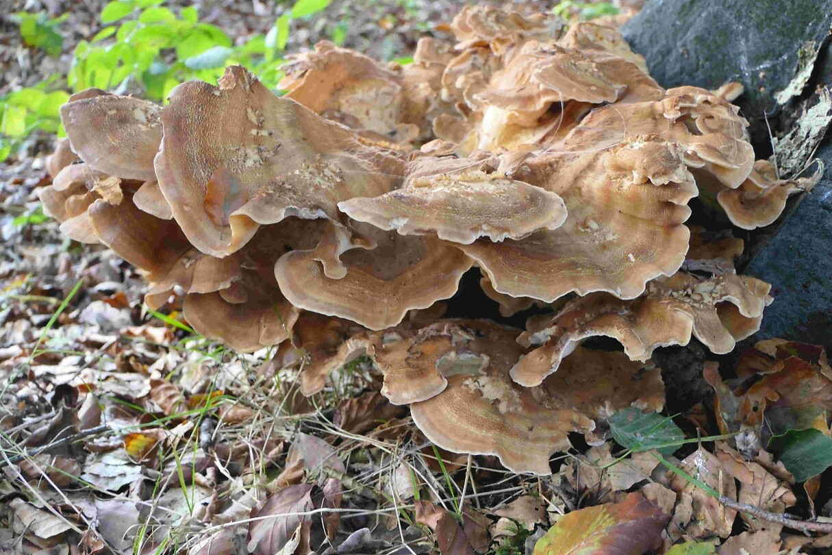 241006 Haps   herfsttooi