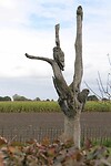 241010 Sambeek uitgesneden boom