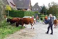 241011 Sambeek uitgebroken koeien