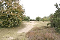 241012 Overloon  Overloonse duinen I