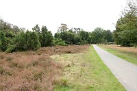 241012 Overloon  Overloonse duinen II