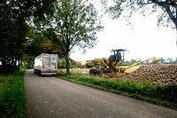 241017 Boxmeer gerooide bieten transporteren