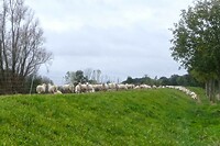 241017 Groeningen schapen op de dijk