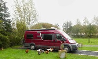 241021 Boxtel brutale kippen