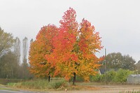 241022 Boxtel herfstpracht