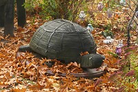 241022 Gemonde schildpad