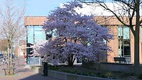 250327 Bloesem