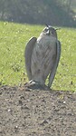 250327 Nepuil