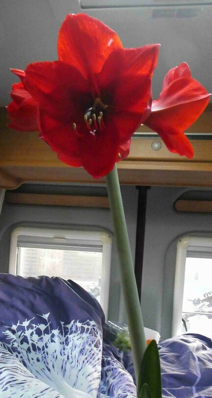 250331 Amaryllis