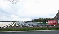 250413 Bergershoeve aspergeveld