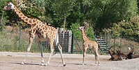 250511 Giraffen