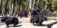 250511 Yaks