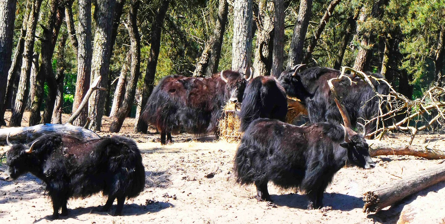 250511 Yaks
