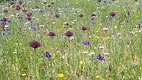 250517 Bloemen
