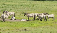 250526 Kudde Koniks