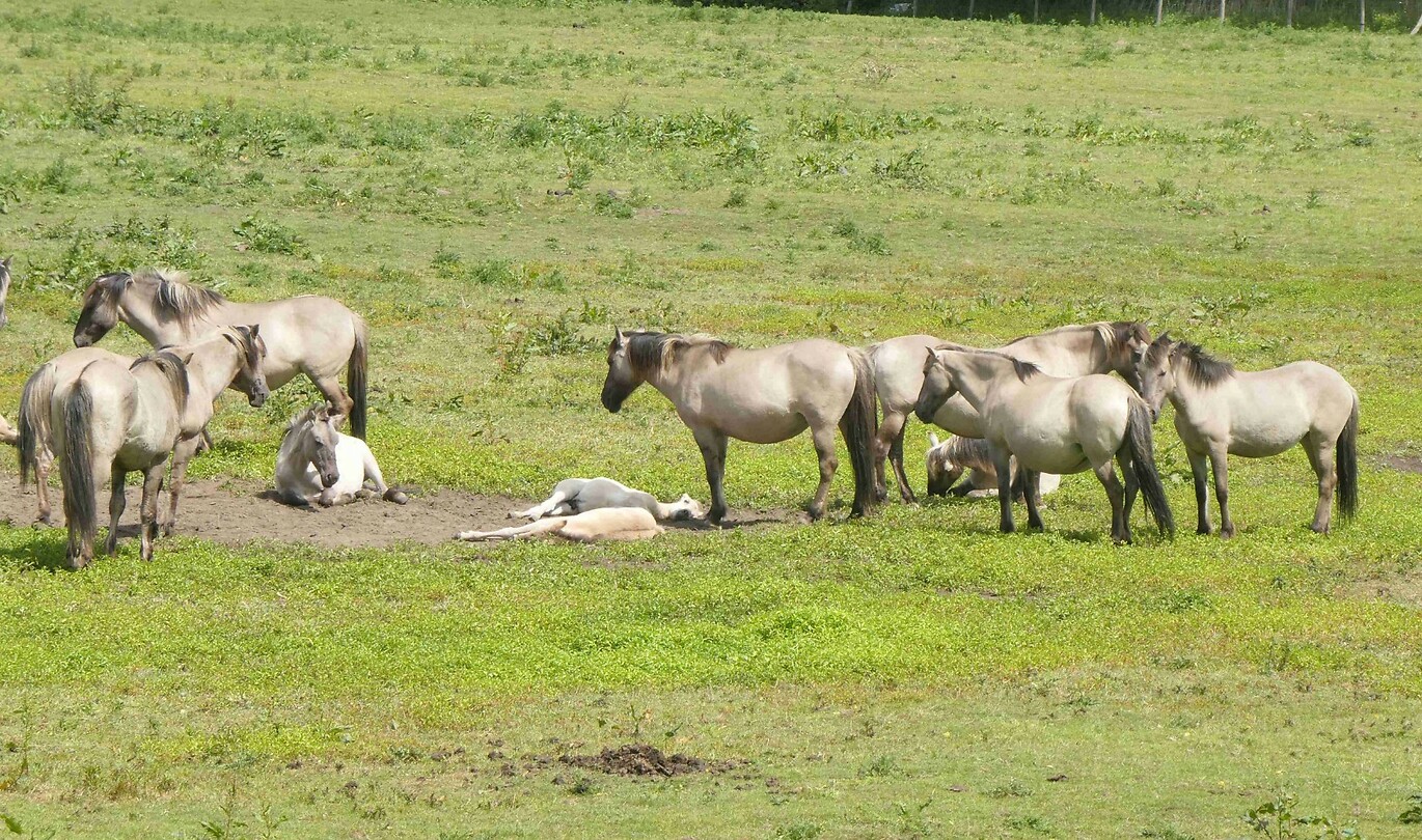 250526 Kudde Koniks