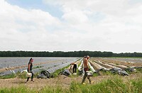 250530 Aspergestekers