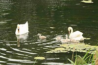 250601 Zwanen met jongen