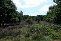 250820 Hei in omgeving Alverna_001