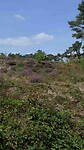 250820 Hei in omgeving Alverna_002