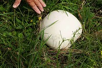 250924 Rooth reuze champignon