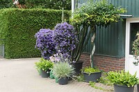 250925 Rooth boompjes bij kwekerij