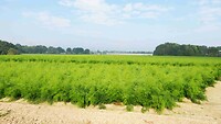 250929  Neer  aspergevelden