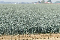 250929 Neer preiveld II