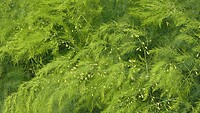 250929 Neer zaadjes van asperges