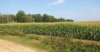 250929 Witdonk  maisveld