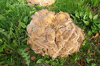 250929 Witdonk  reuzenzwam