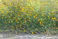 290929 Roggel  sterafrikaantjes
