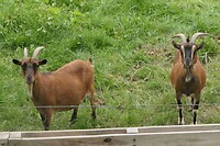 251003 Wessem geitenbokjes