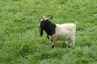 251003 Wessem geitenbokje