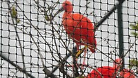 251013 Stramproy Ibis
