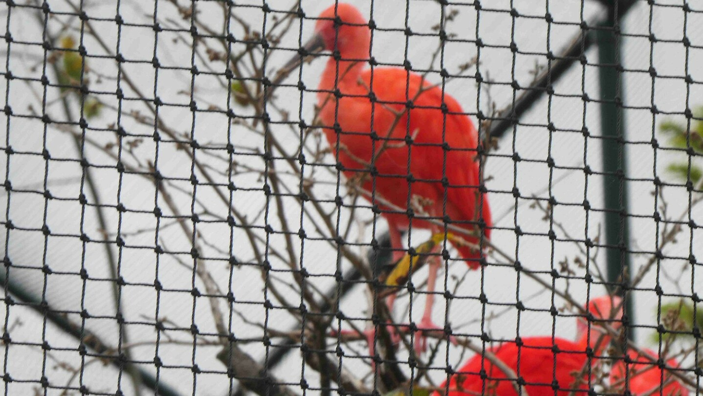 251013 Stramproy   Ibis