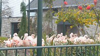 251013 Stramproy flamingo's